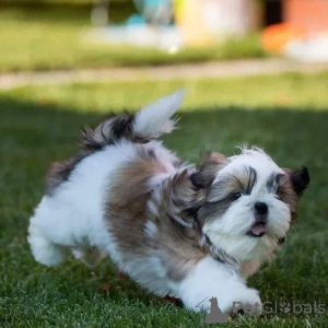 Photo №1.  - à vendre en ville de Slavonski Kobaš | négocié | Annonce №161566