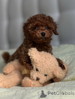 Photo №1. caniche (jouet) - à vendre en ville de Helsinki | 1200€ | Annonce №163135