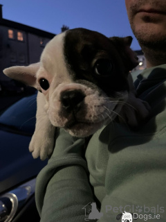 Photos supplémentaires: adorables chiots bouledogue français à vendre