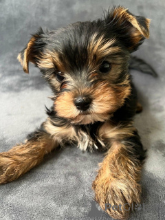 Photo №3. cadeau adorables chiots Yorkshire Terrier . Allemagne