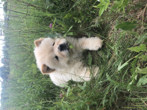 Photos supplémentaires: Chiots Chow Chow