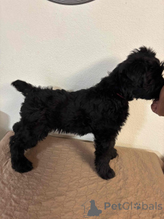 Photo №3. Superbes chiots Schnauzer géant disponibles. Monaco