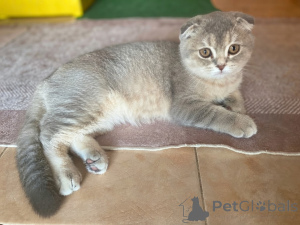 Photo №1. scottish fold - à vendre en ville de Tbilissi | 73€ | Annonce № 175520