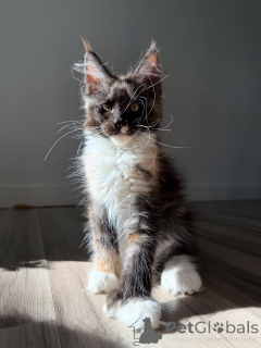 Photo №1. maine coon - à vendre en ville de Aalborg | négocié | Annonce № 155398