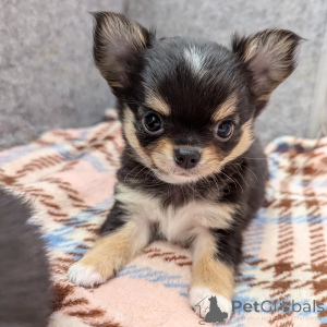 Photo №1. chihuahua - à vendre en ville de Helsinki | 500€ | Annonce №164045