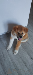 Photo №1. akita (chien) - à vendre en ville de Tbilissi | 757€ | Annonce №109405