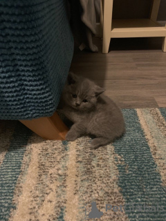 Photo №3. Chatons British Shorthair testés disponibles maintenant pour les nouveaux foyers. Allemagne