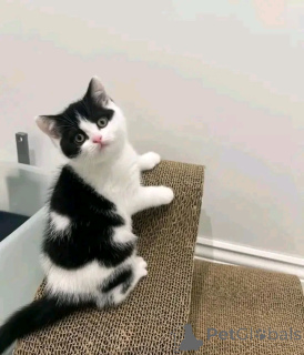 Photo №3. Chatons munchkin pour adoption. Allemagne