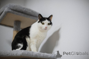 Photo №1.  - à vendre en ville de Khimki | Gratuit | Annonce № 159454