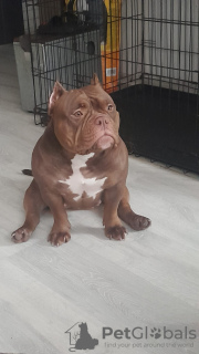 Photo №2 de l'annonce № 123753 de la vente american bully - acheter à La Lettonie éleveur