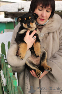 Photo №1. chien bâtard - à vendre en ville de Minsk | Gratuit | Annonce №9164