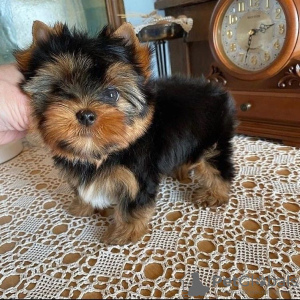 Photo №1. yorkshire terrier - à vendre en ville de Nuremberg | 329€ | Annonce №133369