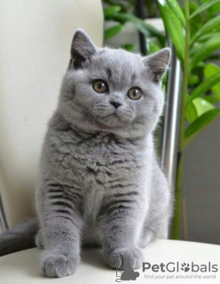 Photo №2 de l'annonce № 120693 de la vente british shorthair - acheter à Belgique annonce privée, éleveur