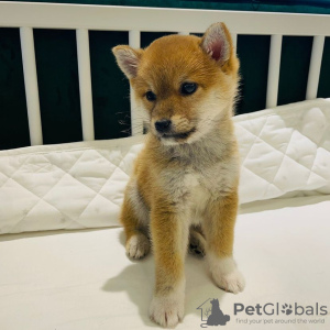 Photo №1. shiba - à vendre en ville de Debrecen | Gratuit | Annonce №83831