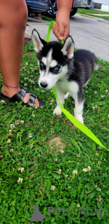 Photo №3. Chiots Malamute d'Alaska. USA