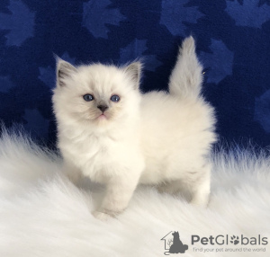 Photo №3. Ragdoll-Kätzchen pour l'adoption. Allemagne