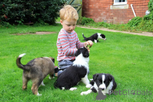Photo №4. Je vais vendre border collie en ville de Halmstad. annonce privée, éleveur - prix - 1000€