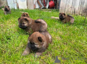 Photo №2 de l'annonce № 168491 de la vente chow-chow - acheter à Serbie 