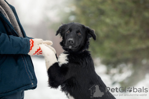 Photo №2 de l'annonce № 33352 de la vente chien bâtard - acheter à Fédération de Russie annonce privée