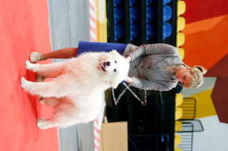 Photo №1. chien de montagne des pyrénées - à vendre en ville de Урай | négocié | Annonce №6083