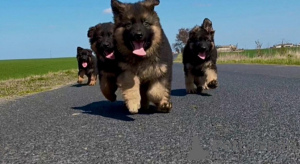 Photo №2 de l'annonce № 143779 de la vente berger allemand - acheter à Pologne éleveur