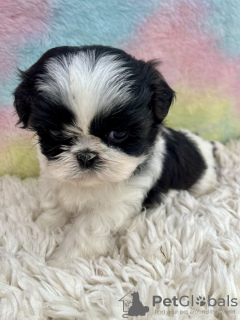 Photo №2 de l'annonce № 99263 de la vente shih tzu - acheter à USA annonce privée