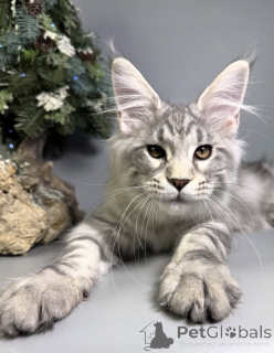 Photo №1. maine coon - à vendre en ville de Baden-Baden | 990€ | Annonce № 163665