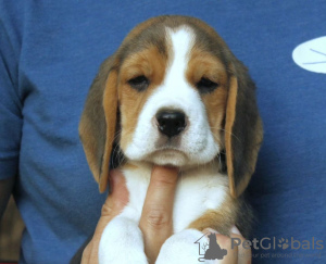 Photos supplémentaires: Beaux chiots beagle tricolores.