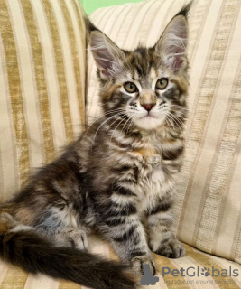 Photo №1. maine coon - à vendre en ville de New York Mills | 331€ | Annonce № 104307