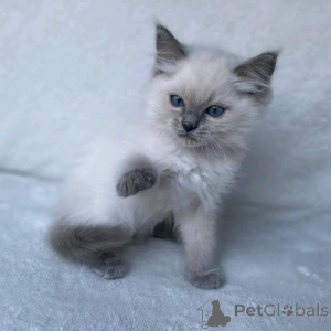 Photo №1. siamois - à vendre en ville de Berlin | négocié | Annonce № 137098