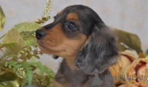 Photo №1. teckel - à vendre en ville de Innsbruck | 489€ | Annonce №143479