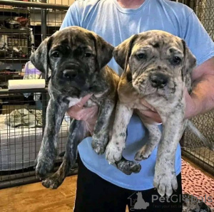 Photo №3. Nuttede Cane Corso hvalpe søger et kærligt hjem for altid. Danemark