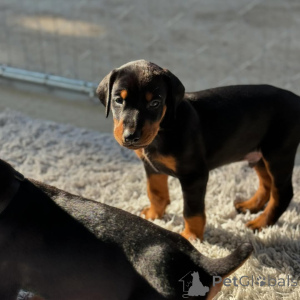 Photo №4. Je vais vendre dobermann en ville de Tirana. annonce privée - prix - négocié