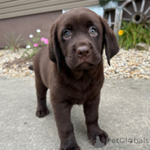Photo №4. Je vais vendre labrador retriever en ville de Berlin. annonce privée - prix - 600€