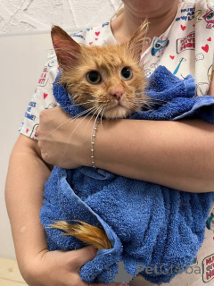 Photo №3. Un merveilleux chiot renard de 6 mois est en cours d'adoption.. Fédération de Russie