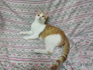 Photo №3. Chatons rouges ensoleillés Tishka et Ryzhik en cadeau. Biélorussie