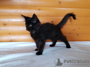 Photos supplémentaires: Black Maine Coon, un magnifique chaton avec une personnalité intéressante
