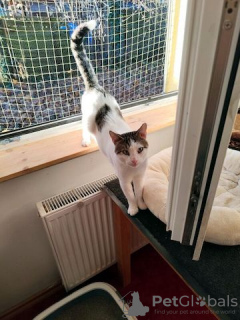 Photo №2 de l'annonce № 130378 de la vente mekong bobtail - acheter à Allemagne annonce privée