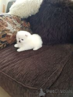 Photo №1. spitz nain - à vendre en ville de Anvers | Gratuit | Annonce №154180