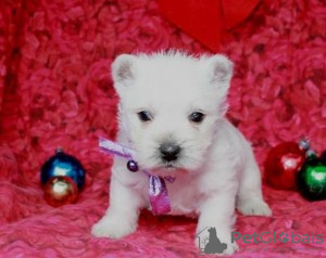 Photo №1. west highland white terrier - à vendre en ville de Prague | Gratuit | Annonce №124130