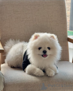 Photo №3. Pomérane formé des toilettes. Portugal