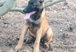 Photo №2 de l'annonce № 128843 de la vente alano espagnol - acheter à La finlande éleveur