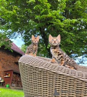 Photo №2 de l'annonce № 170214 de la vente bengal - acheter à Allemagne 