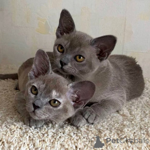 Photo №1. burmese - à vendre en ville de Ansbach | négocié | Annonce № 160271