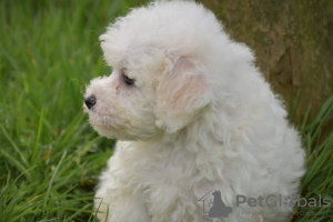 Photo №2 de l'annonce № 123644 de la vente bichon à poil frisé - acheter à Allemagne annonce privée