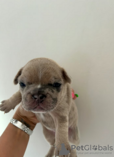 Photo №4. Je vais vendre bouledogue en ville de Cape May. annonce privée - prix - 426€