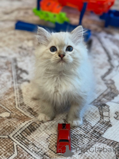 Photo №1. ragdoll - à vendre en ville de Dalby | négocié | Annonce № 156954