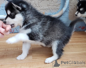 Photo №2 de l'annonce № 117323 de la vente alaskan klee kai - acheter à Allemagne 