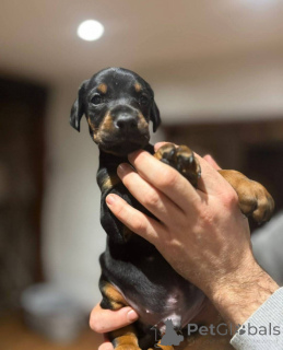 Photo №3. Adorables chiots Doberman.. La Grande-Bretagne