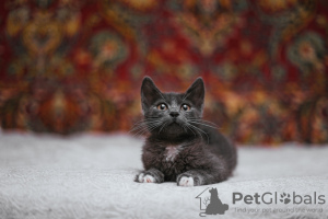 Photos supplémentaires: Le chaton fumé Funtik cherche un foyer !